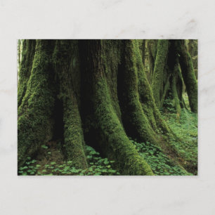 Carte Postale États-Unis, Washington, Parc national Olympique, 2