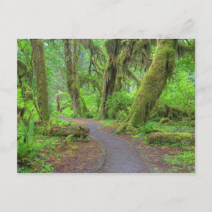 Carte Postale États-Unis, Washington, Parc national Olympique, H