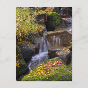 Carte Postale États-Unis, Washington, Seattle