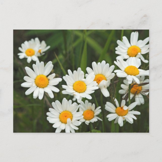 Carte Postale États-Unis, Washington, Seattle, Puget Sound 3 (Devant)