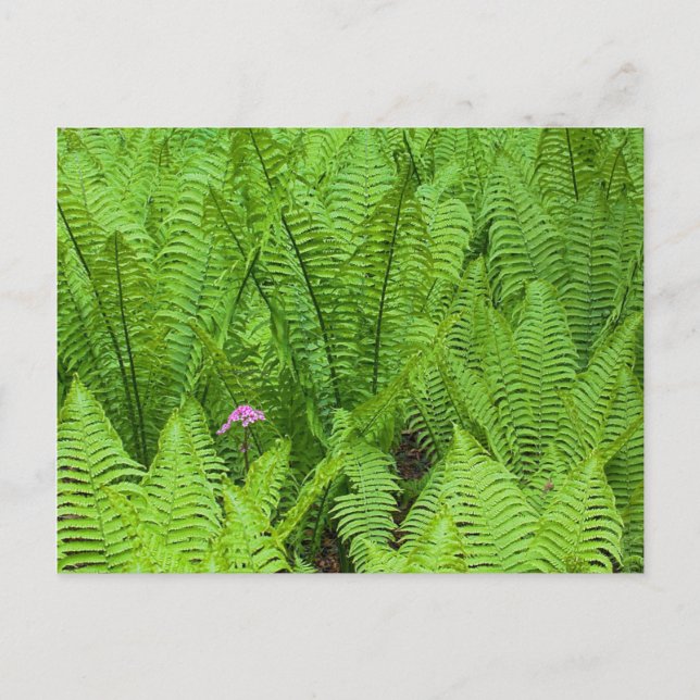 Carte Postale États-Unis, Washington, Seattle, Washington Park (Devant)