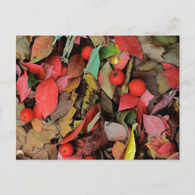 Carte Postale États-Unis, Washington, Spokane Co., Hawthorn Feui (Devant)