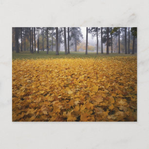 Carte Postale États-Unis, Washington, Spokane, Manito Park, Auto