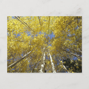 Carte Postale États-Unis, Washington, Stevens Pass aspen de coul