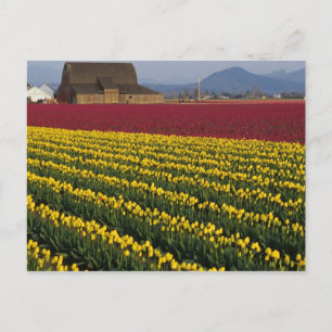 Carte Postale États-Unis, Washington, vallée de Skagit. Champs d