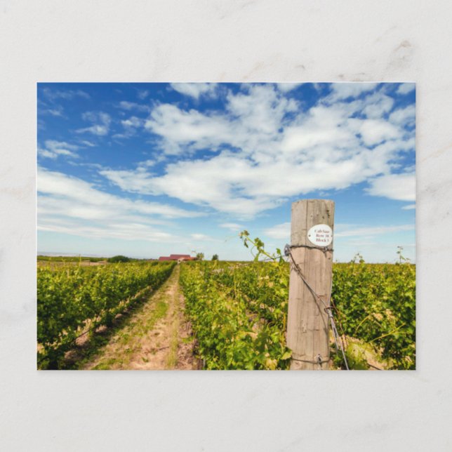 Carte Postale États-Unis, Washington, Walla Walla. Cabernet Sauv (Devant)