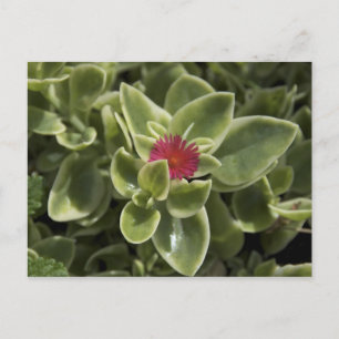 Carte Postale États-Unis, Washington, Woodinville, fleur de Sedu