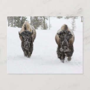 Carte Postale États-Unis, WY, parc national de Yellowstone, Biso