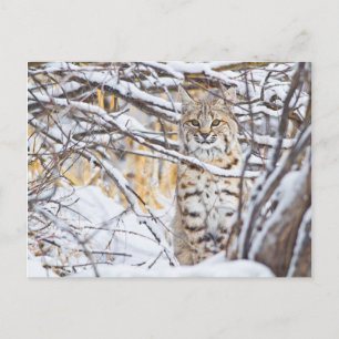 Carte Postale États-Unis, Wyoming, Bobcat