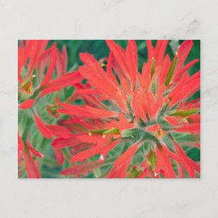 Carte Postale États-Unis, Wyoming, Gros plan de Castilleja chrom
