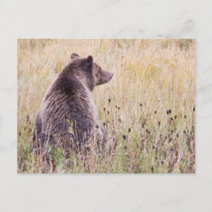 Carte Postale États-Unis, Wyoming, Parc national de Yellowstone,