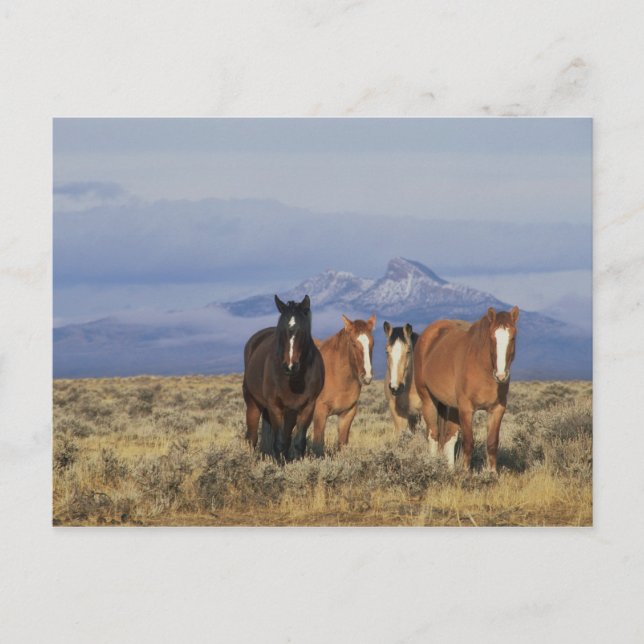 Carte Postale États-Unis, Wyoming, près de Cody Group de chevaux (Devant)