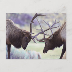 Carte Postale États-Unis, Wyoming, Yellowstone National Park