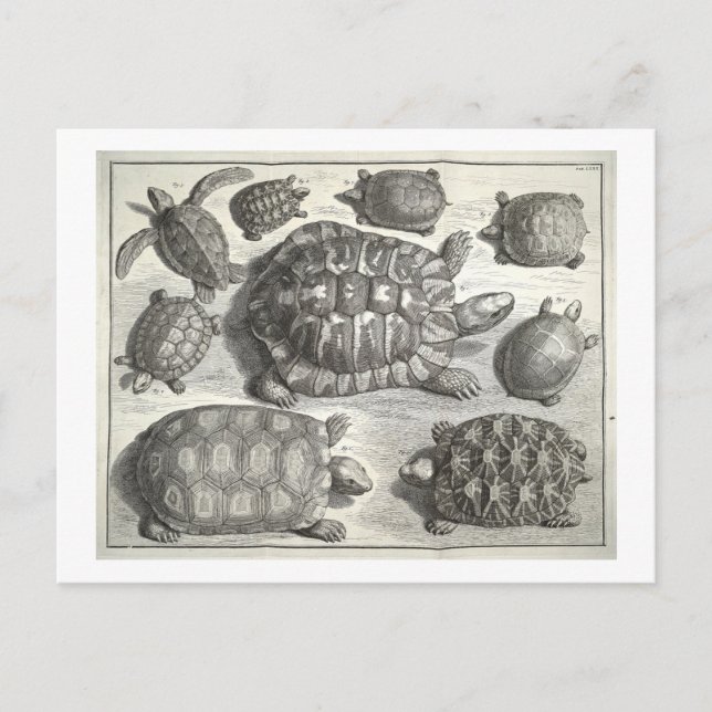 Carte Postale Etching de tortue vintage (Devant)