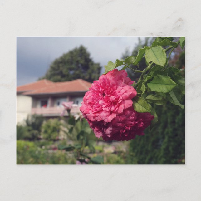 Carte postale été (Devant)