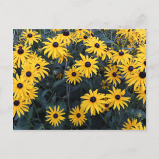 Carte Postale Été aux yeux noirs Susan Fleurs sauvages