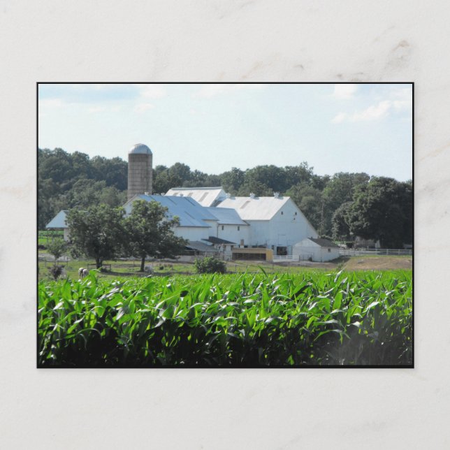 Carte Postale ~ Été dans le comté de Lancaster ~ 46 (Devant)