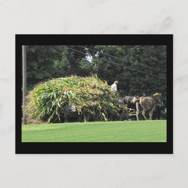 Carte Postale ~ Été dans le comté de Lancaster ~ 57 (Devant)