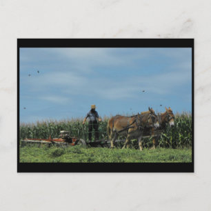 Carte Postale ~ Été dans le comté de Lancaster ~ 73