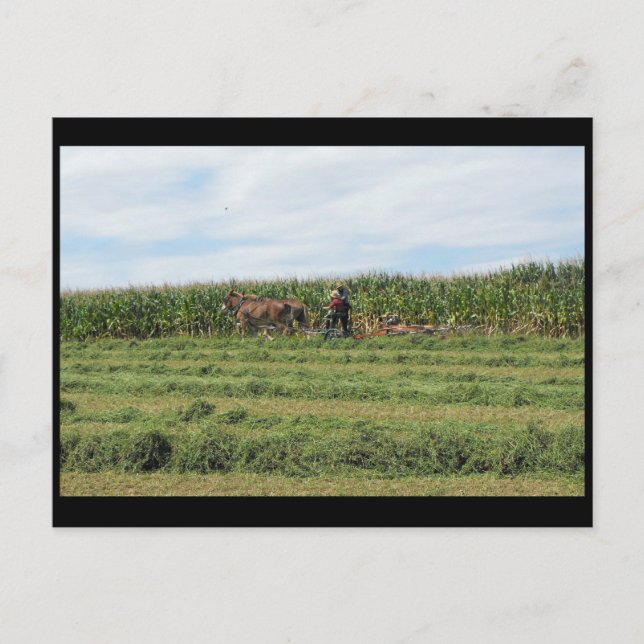 Carte Postale ~ Été dans le comté de Lancaster ~ 76 (Devant)