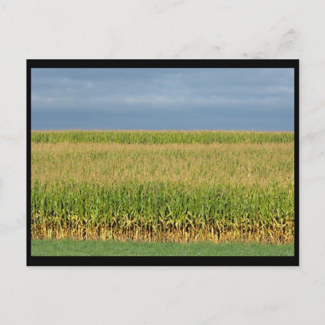 Carte Postale ~ Été dans le comté de Lancaster ~ 82 (Devant)