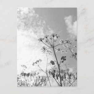 Carte Postale Été de fleurs sauvages