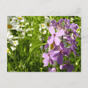 Carte Postale Été Lilac et marguerites