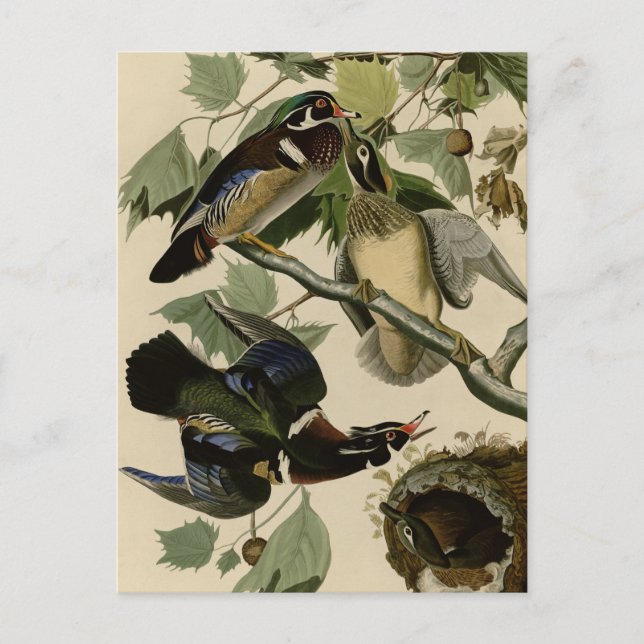 Carte Postale Été ou canard en bois (Devant)