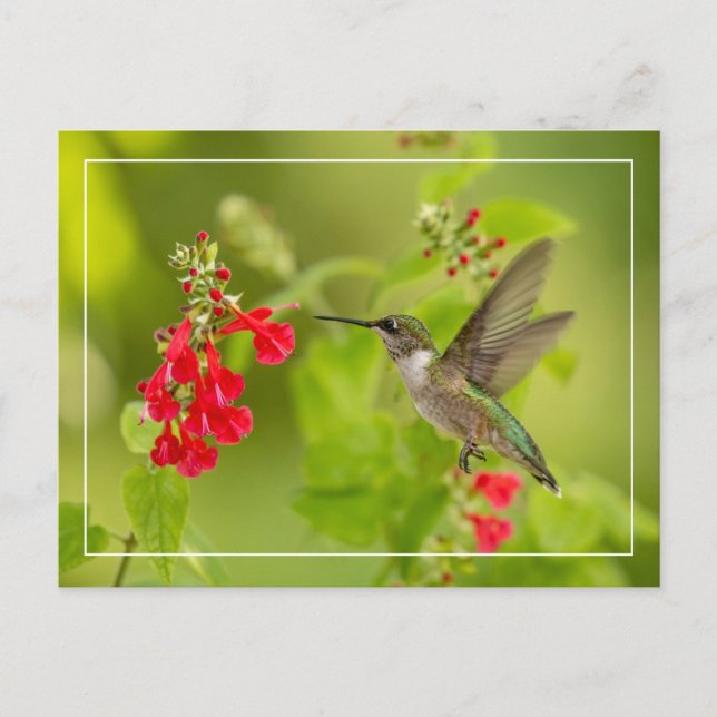 Carte Postale Été vert doux (Devant)