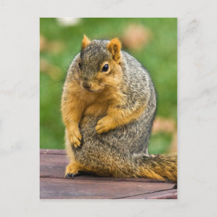 Carte Postale Étendue