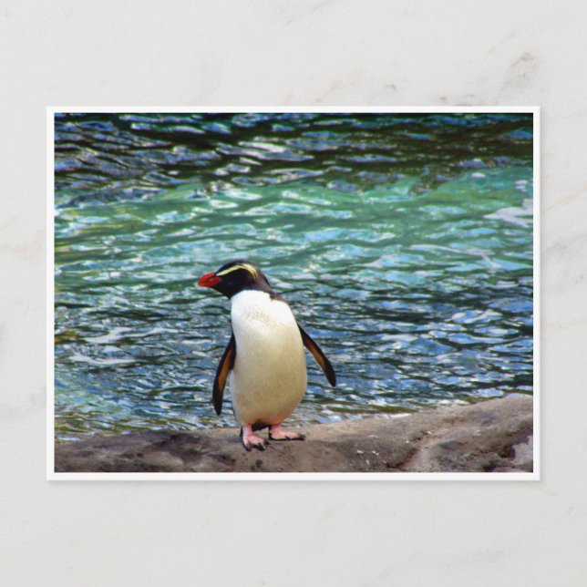 Carte Postale étendue de pingouin de fiordland (Devant)