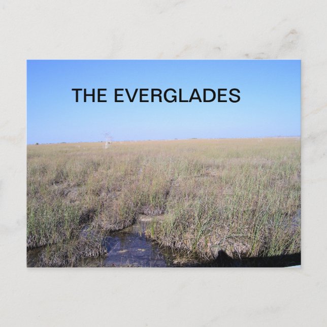 CARTE POSTALE ÉTENDUE DES EVERGLADES (Devant)