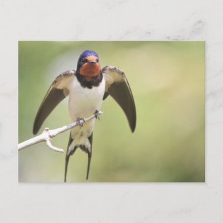 Carte Postale Étendue d'hirondelle