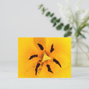 Carte Postale Étiquetage et pollen des tulipes