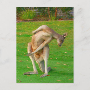 Carte Postale étirement de kanga