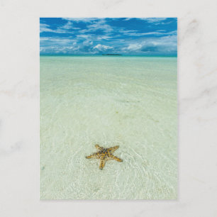 Carte Postale Étoile de mer dans les eaux peu profondes, Palaos