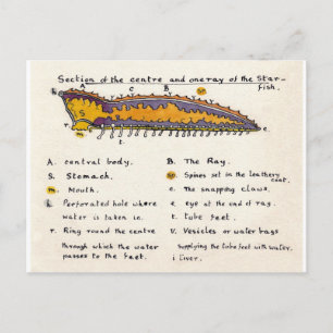 Carte Postale Étoile de mer en coupe