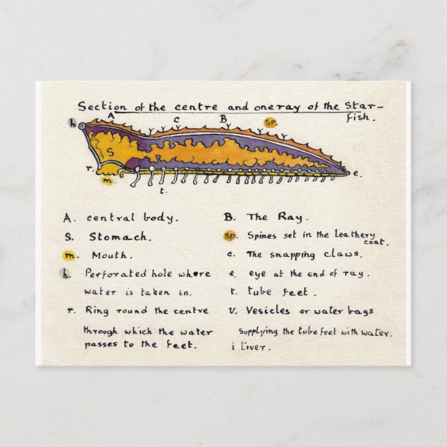 Carte Postale Étoile de mer en coupe (Devant)