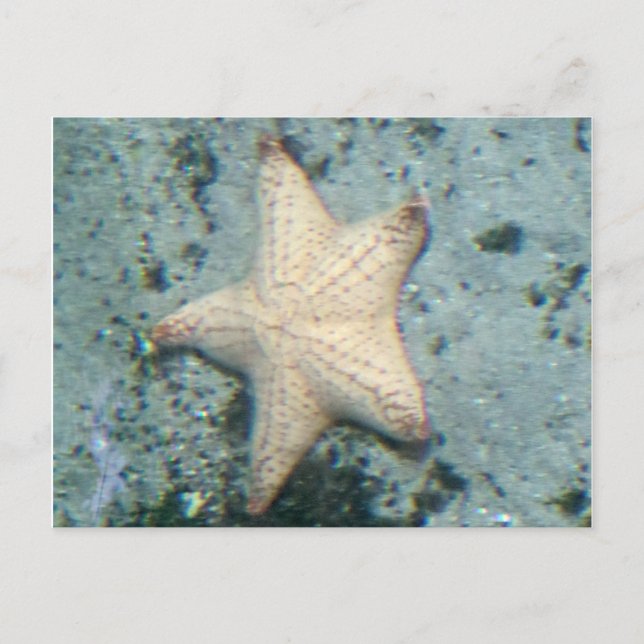 Carte Postale Étoile de mer Fond marin Océan Calme (Devant)