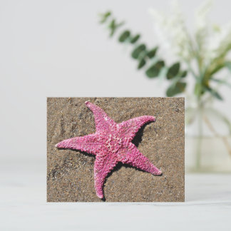 Carte Postale Étoile de mer rose