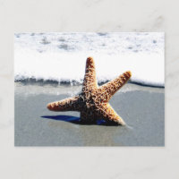 Étoile de mer unique échouée à terre