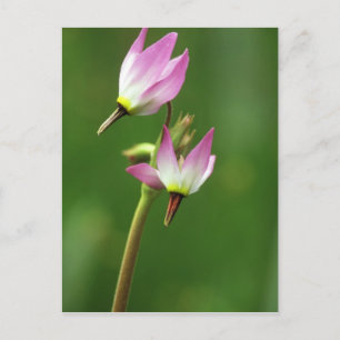 Carte Postale Étoile filante fleur sauvage, Californie, États-Un