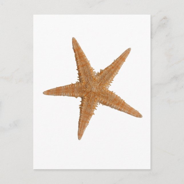 Carte Postale Étoile marine (Devant)