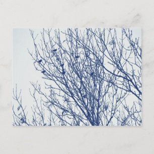 Carte Postale Étoiles dans un arbre - Effet Cyanotype