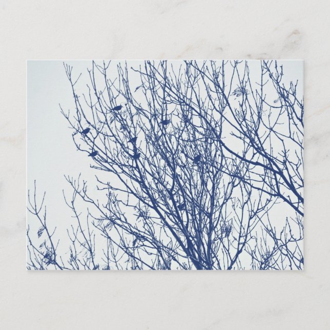 Carte Postale Étoiles dans un arbre - Effet Cyanotype (Devant)