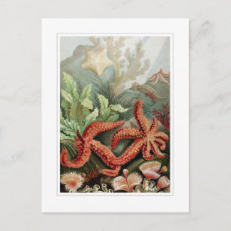 Carte Postale Étoiles de mer