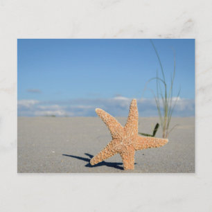 Carte Postale Étoiles de mer sur la plage
