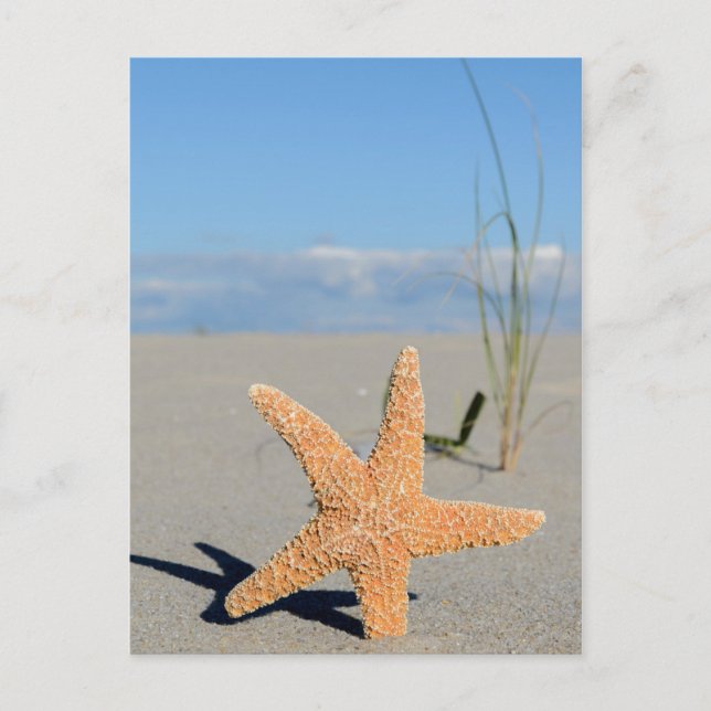 Carte Postale Étoiles de mer sur la plage (Devant)