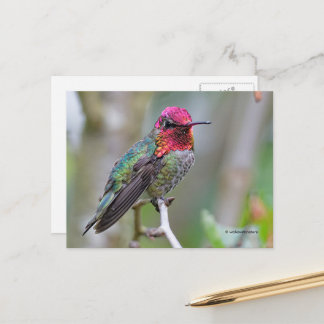 Carte Postale Étonnant colibri d'Anna à la Branche