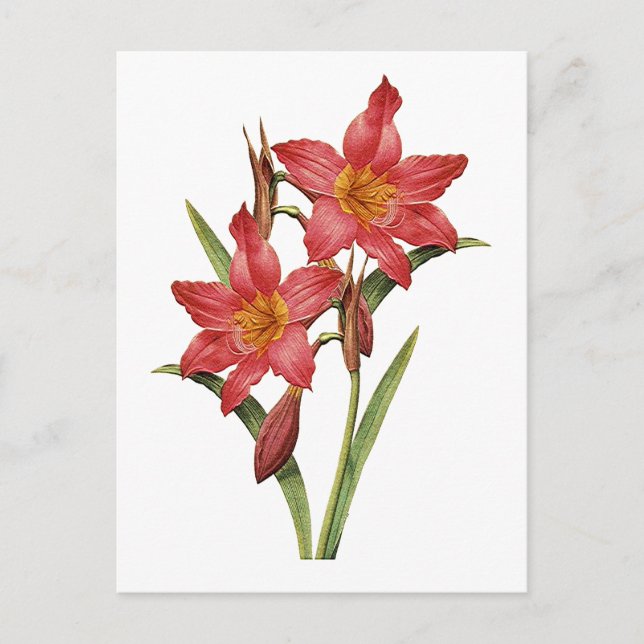 Carte Postale Étonnante étude Tropical Amaryllis (Devant)